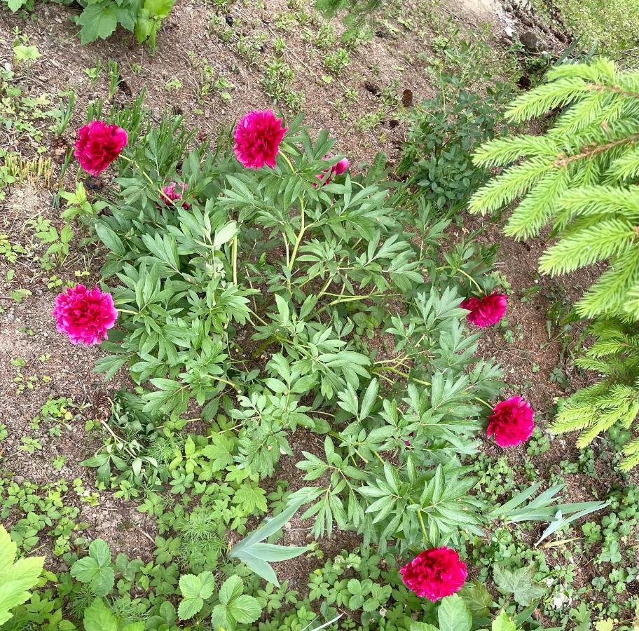 Freiblick 1 Bad Glbg Mit Garten Top1 バート・グライヒェンベルク エクステリア 写真